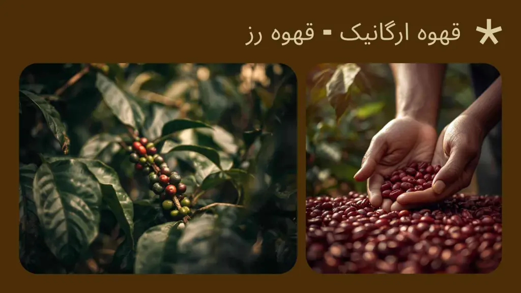 قهوه ارگانیک